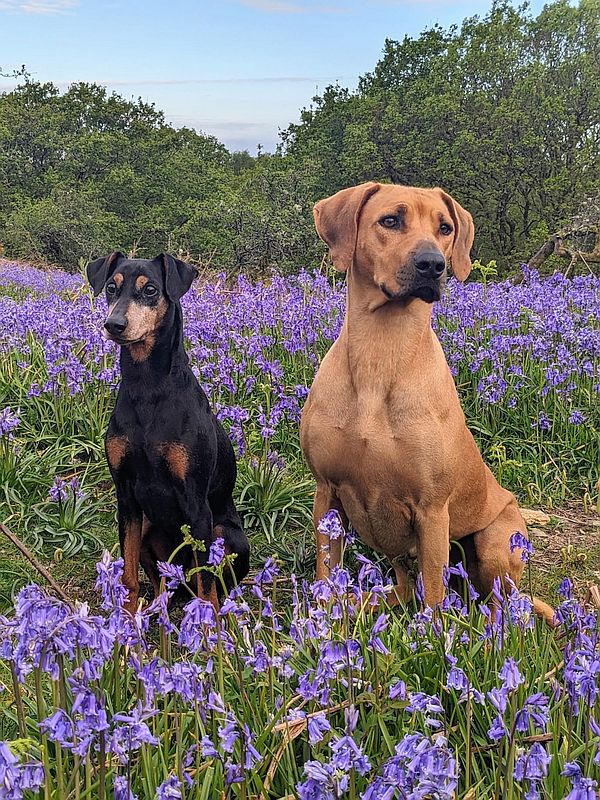 Odessa and Belo - Core Resident Pack Leaders